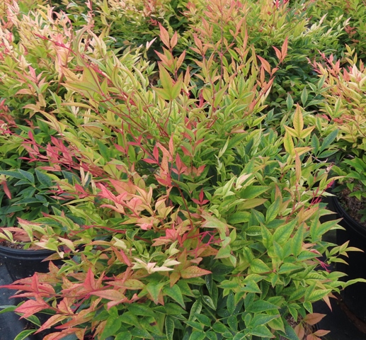 Nandina – Gulf Stream – Riggins Nursery, LLC