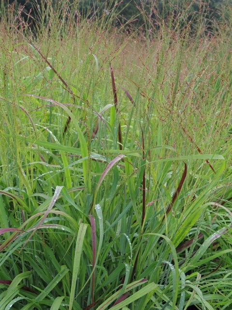 Panicum – Shenandoah (Ornamental Grass) – Riggins Nursery, LLC
