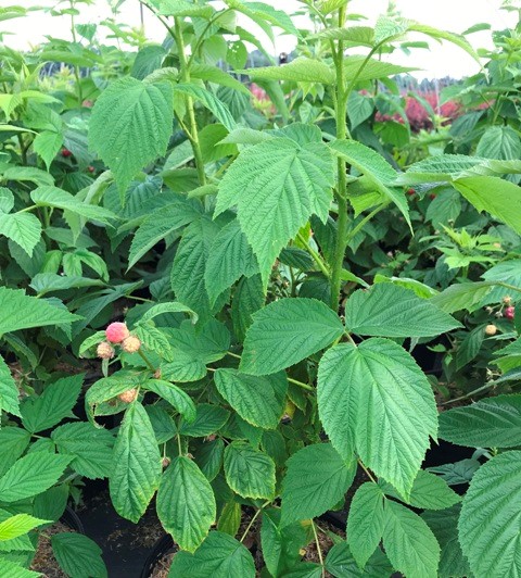 Rubus (Raspberry) – Heritage – Riggins Nursery, LLC