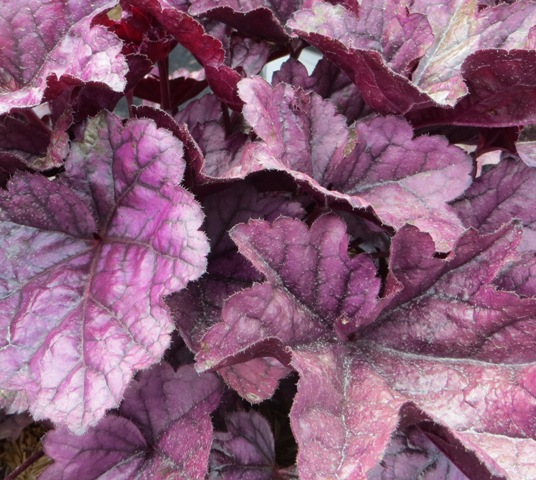 Heuchera – Dolce® ‘Wildberry’ (PPAF) – Riggins Nursery, LLC