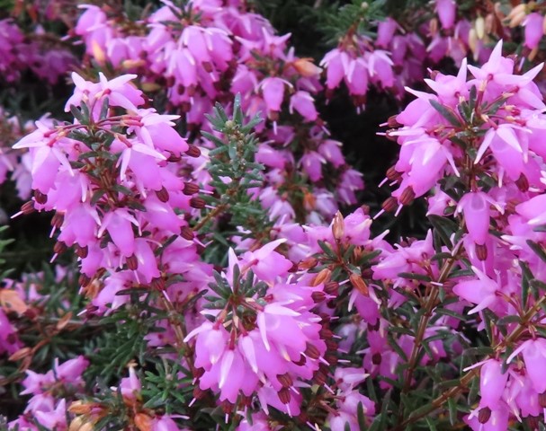 Azalea – Weston’s Lemon Drop (Exbury Azalea) – Riggins Nursery, LLC