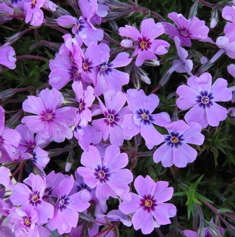 Phlox – Eye Shadow – Riggins Nursery, LLC