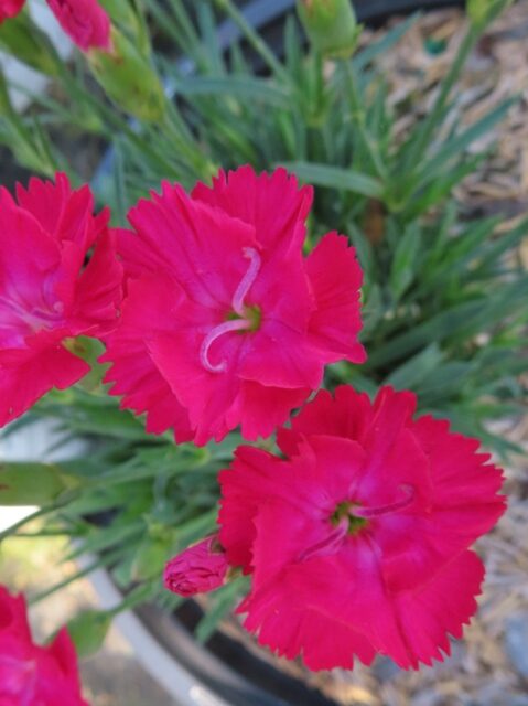 dianthus paint the town red