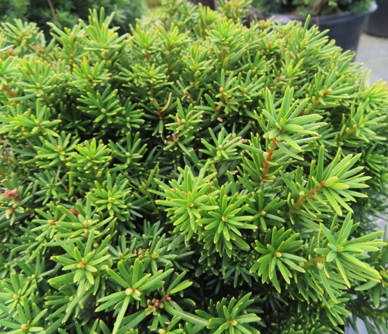 Taxus – densiformus (Densi Yew) – Riggins Nursery, LLC