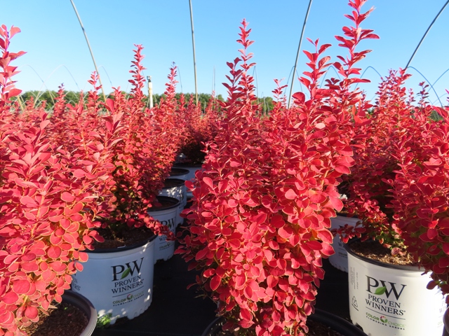 Riggins Nursery, LLC – A wholesale nursery located in southern New Jersey.