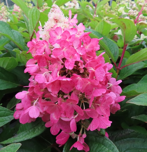 Hydrangea – paniculata – Pinky Winky® (PP16166) – Riggins Nursery, LLC